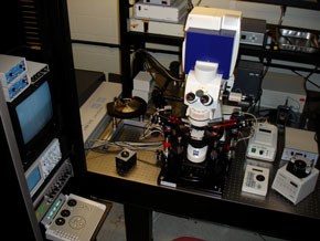 Multiphoton image 2