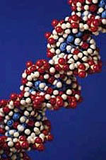 Bone marrow molecules